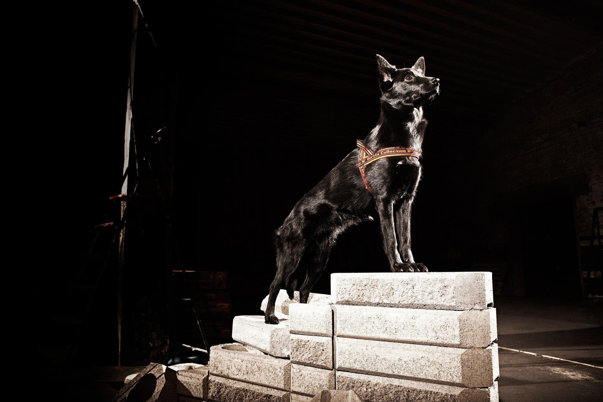 Imagen del producto 5