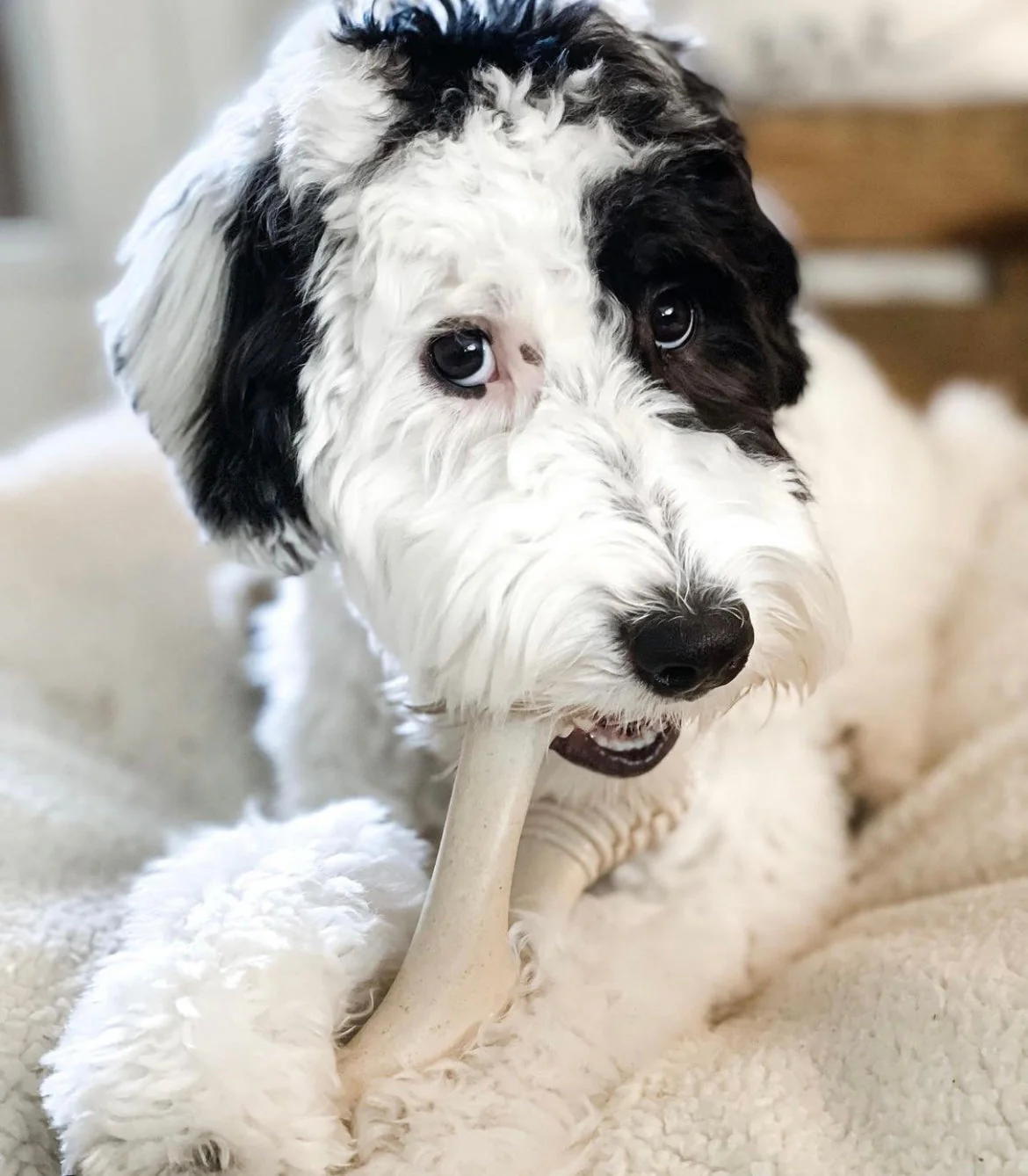 Imagen del producto 12