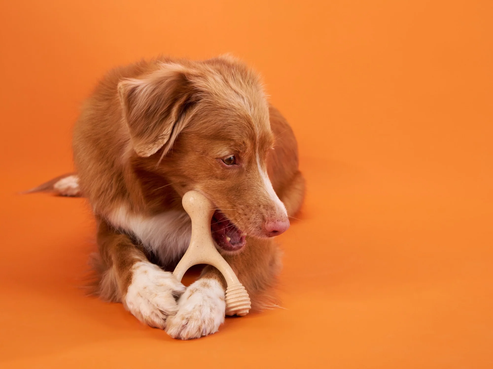 Imagen del producto 41