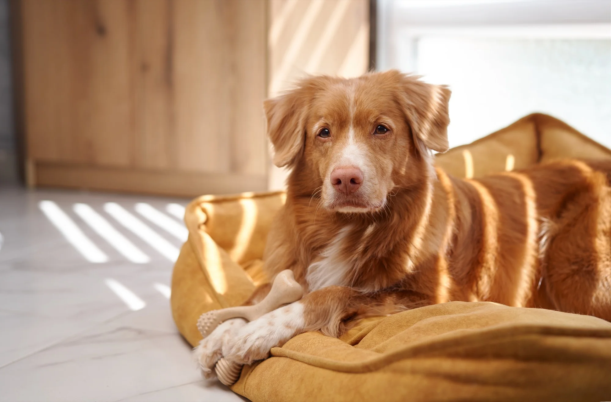 Imagen del producto 43