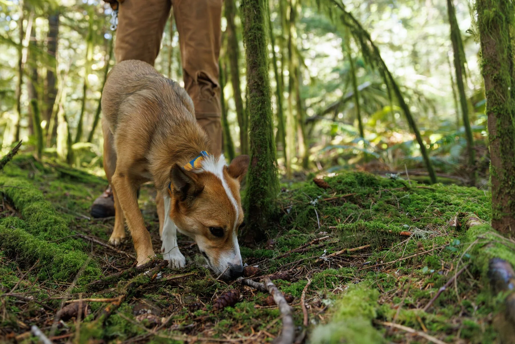 Imagen del producto 7