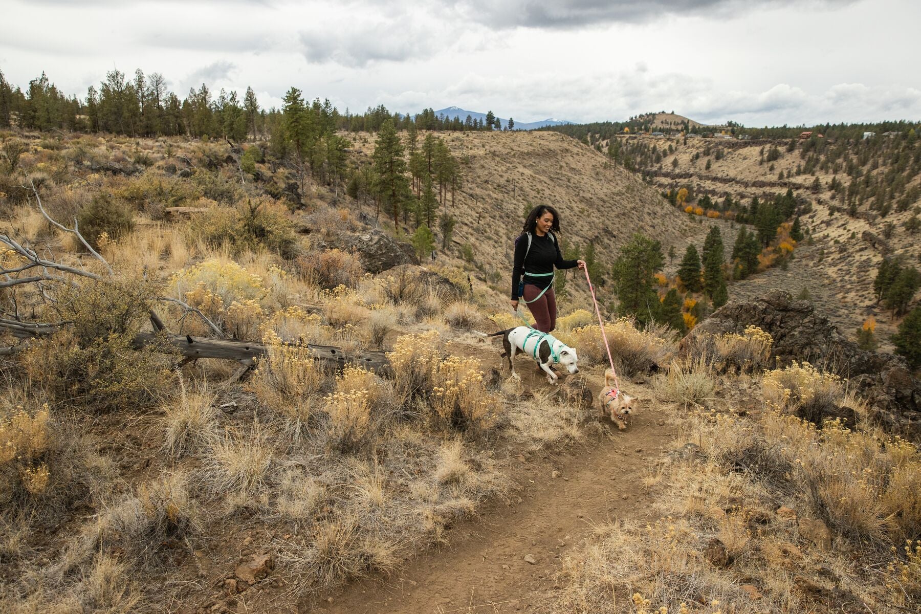 Imagen del producto 115