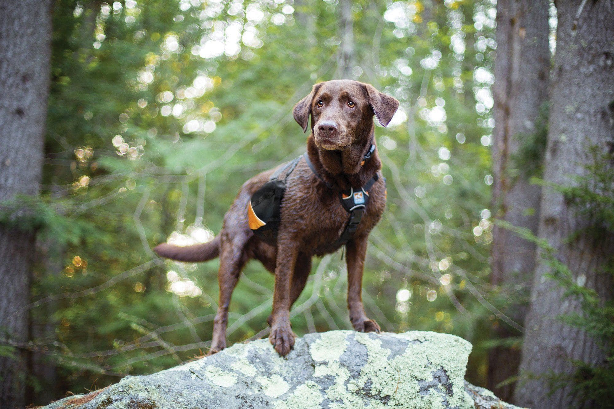 Imagen del producto 24