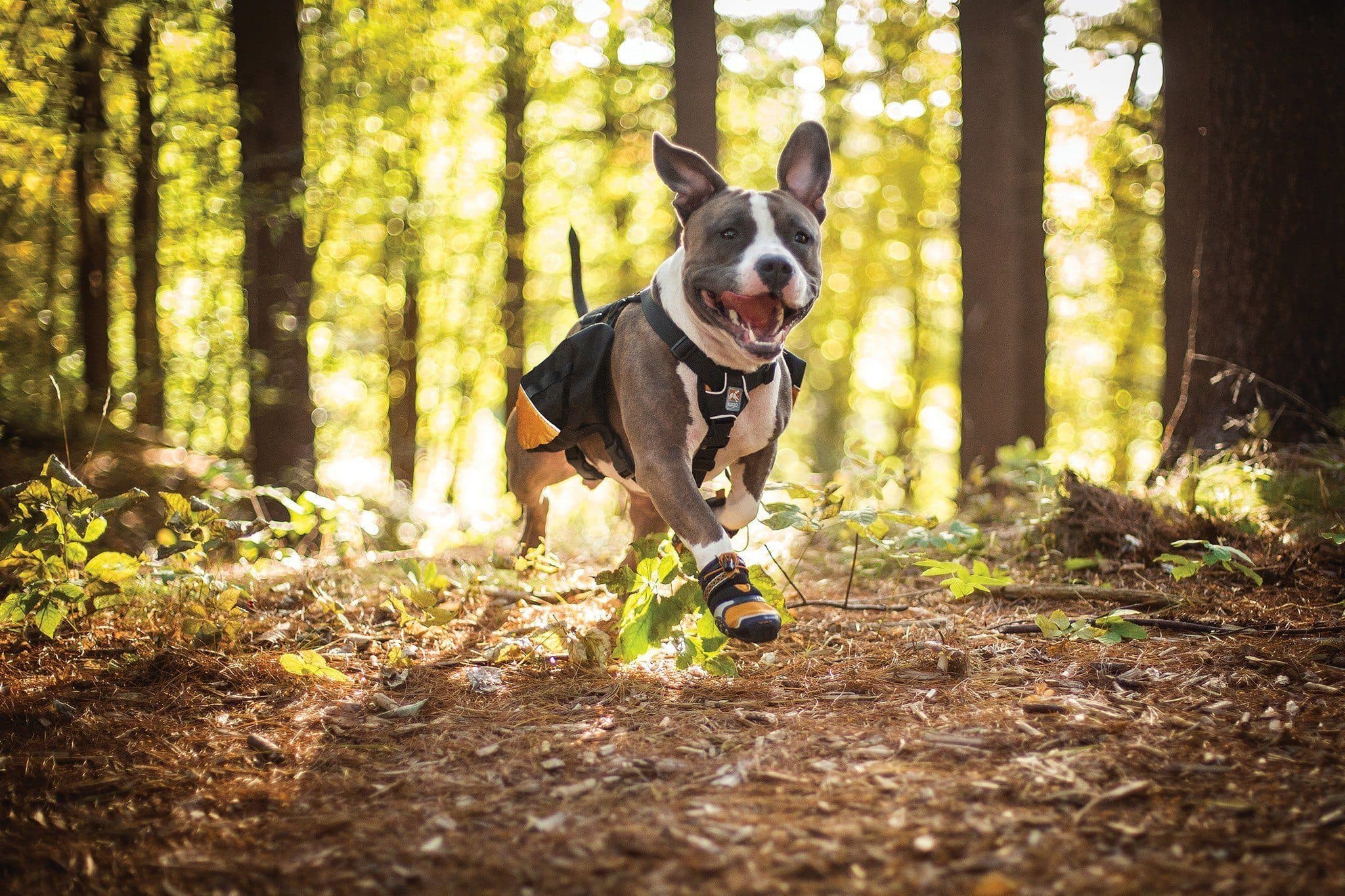 Imagen del producto 15