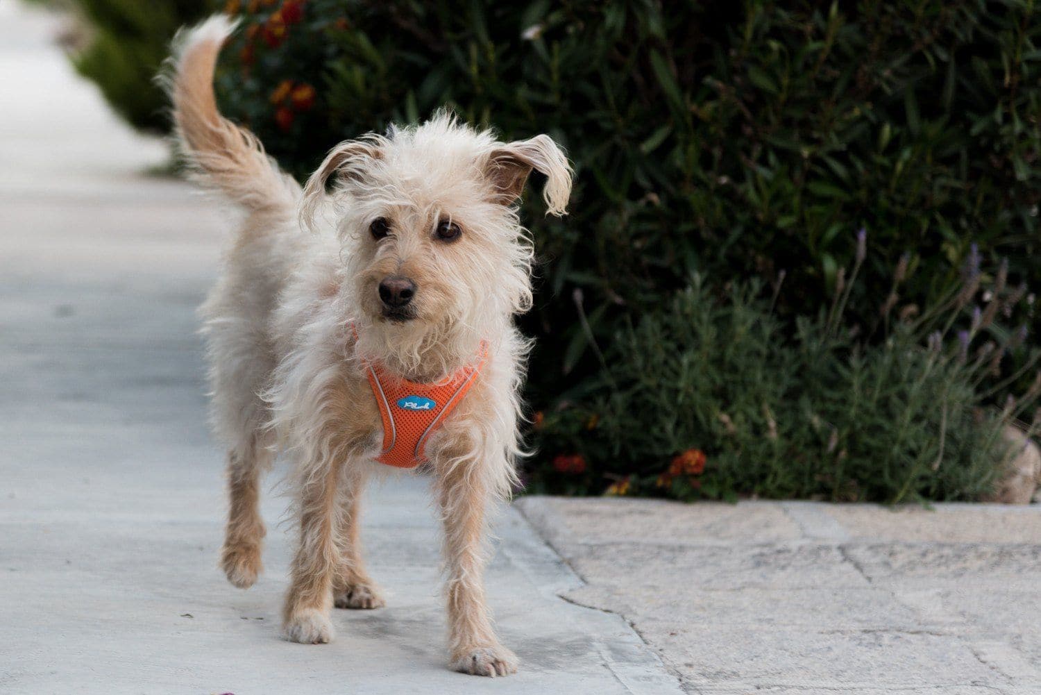 Imagen del producto 43