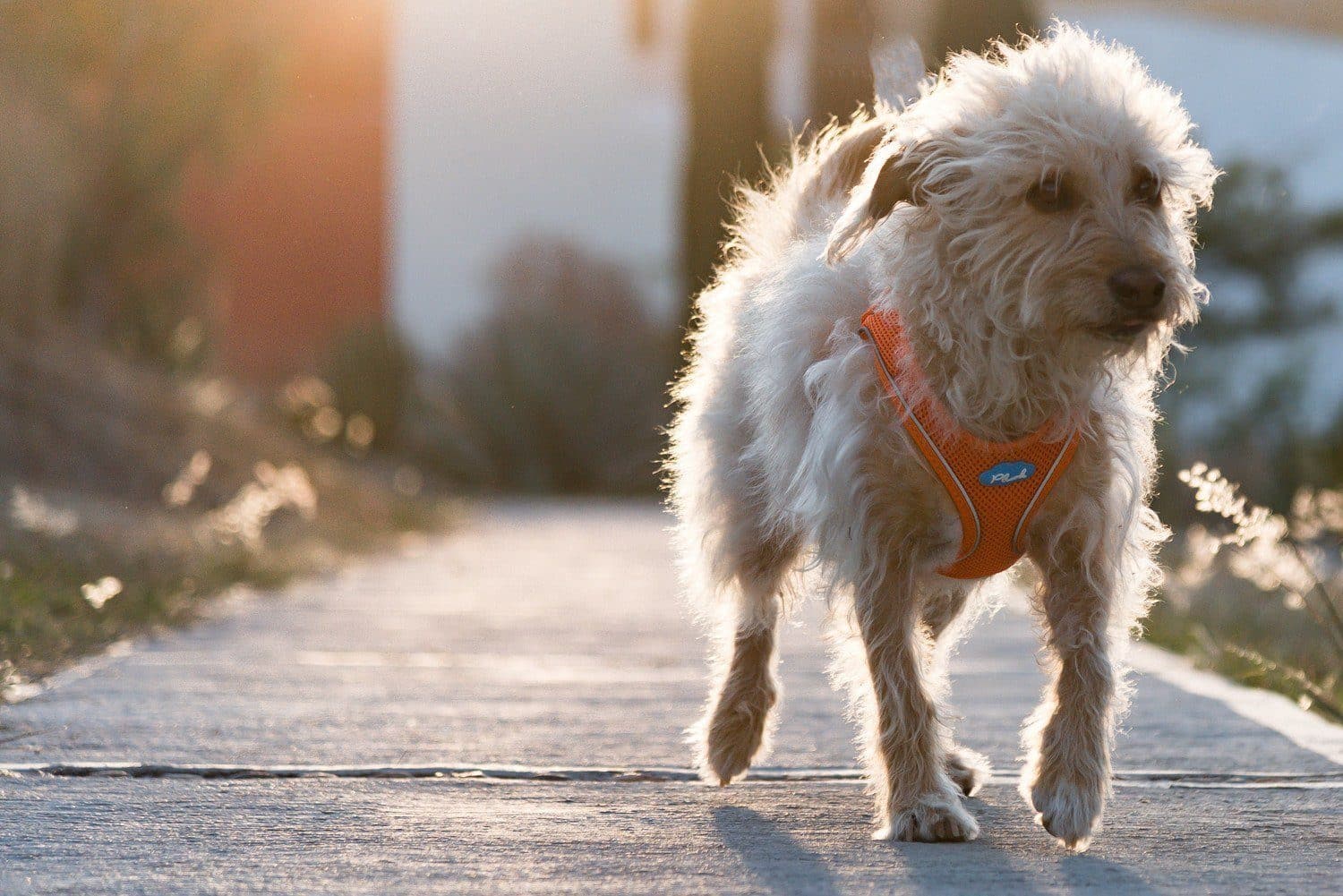 Imagen del producto 47