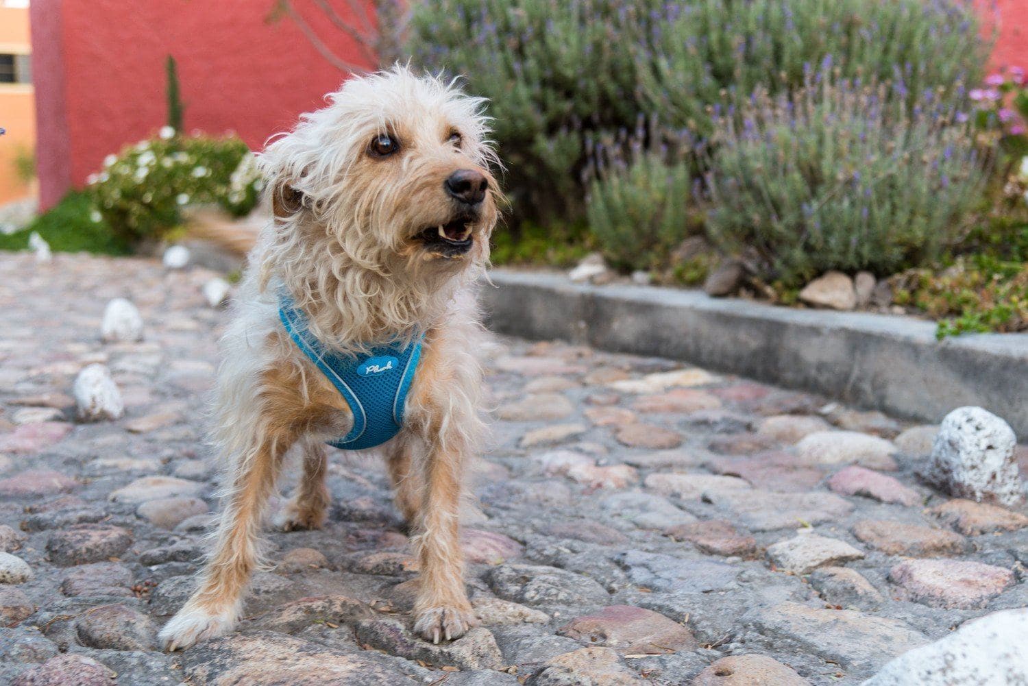 Imagen del producto 39