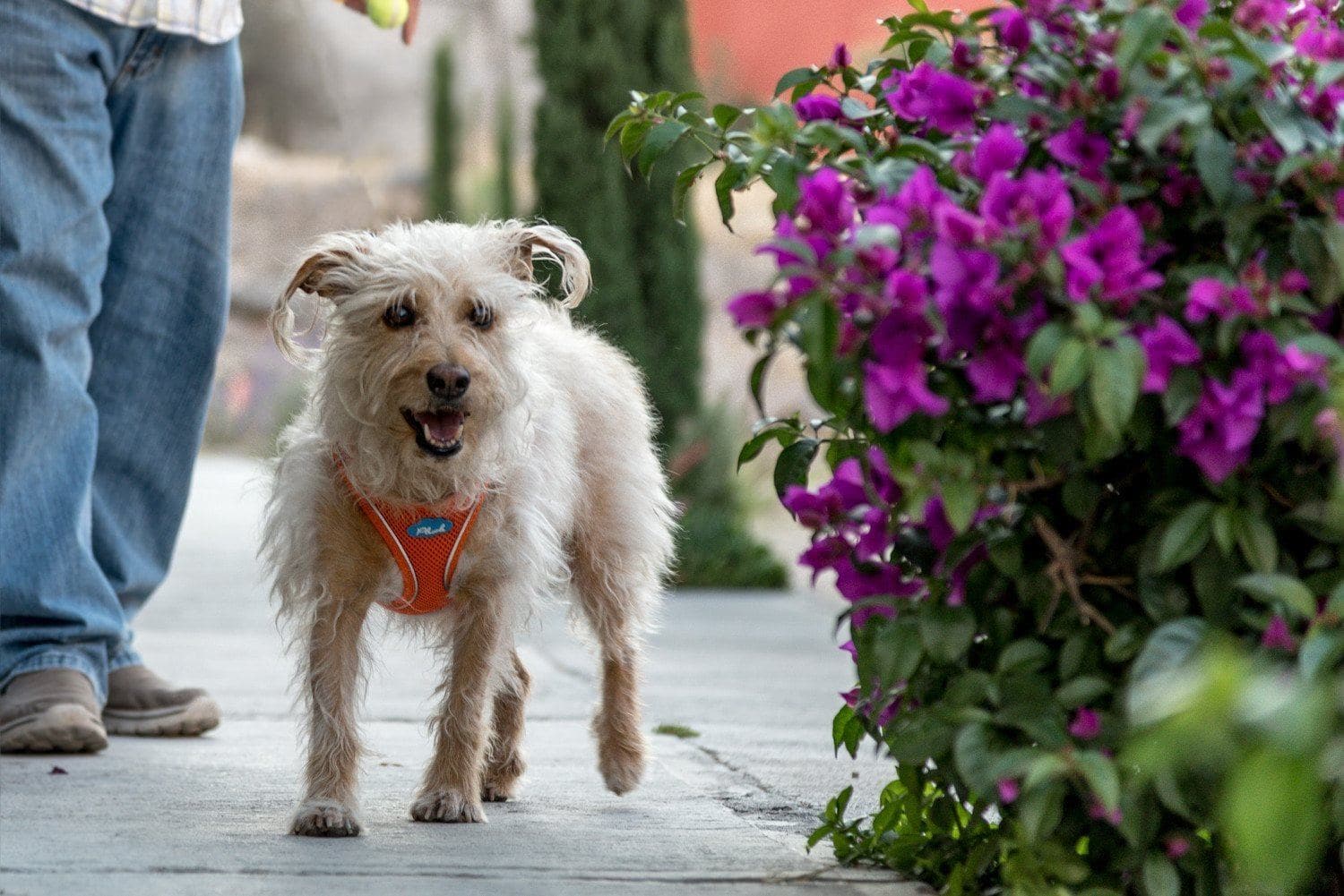 Imagen del producto 44