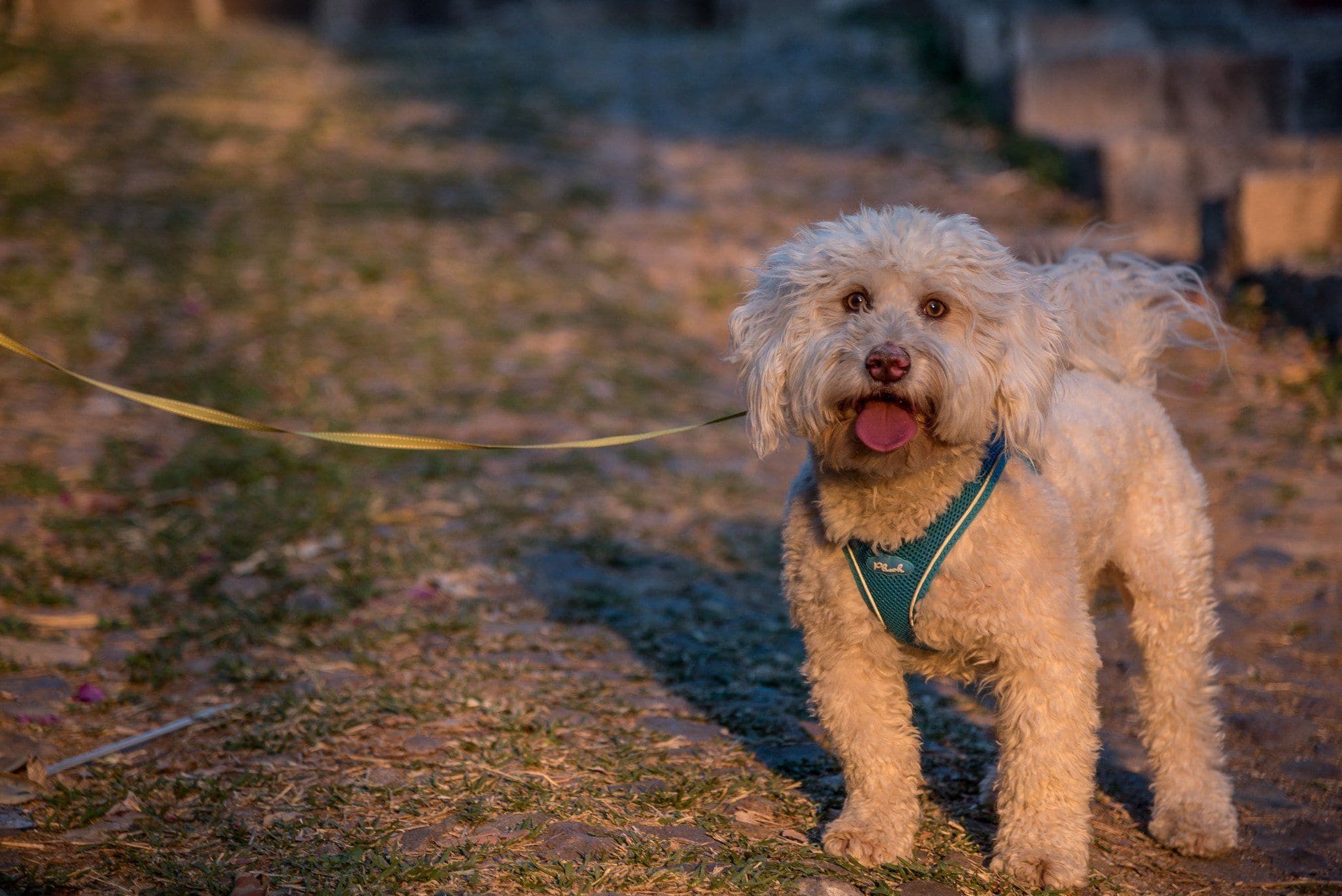 Imagen del producto 26