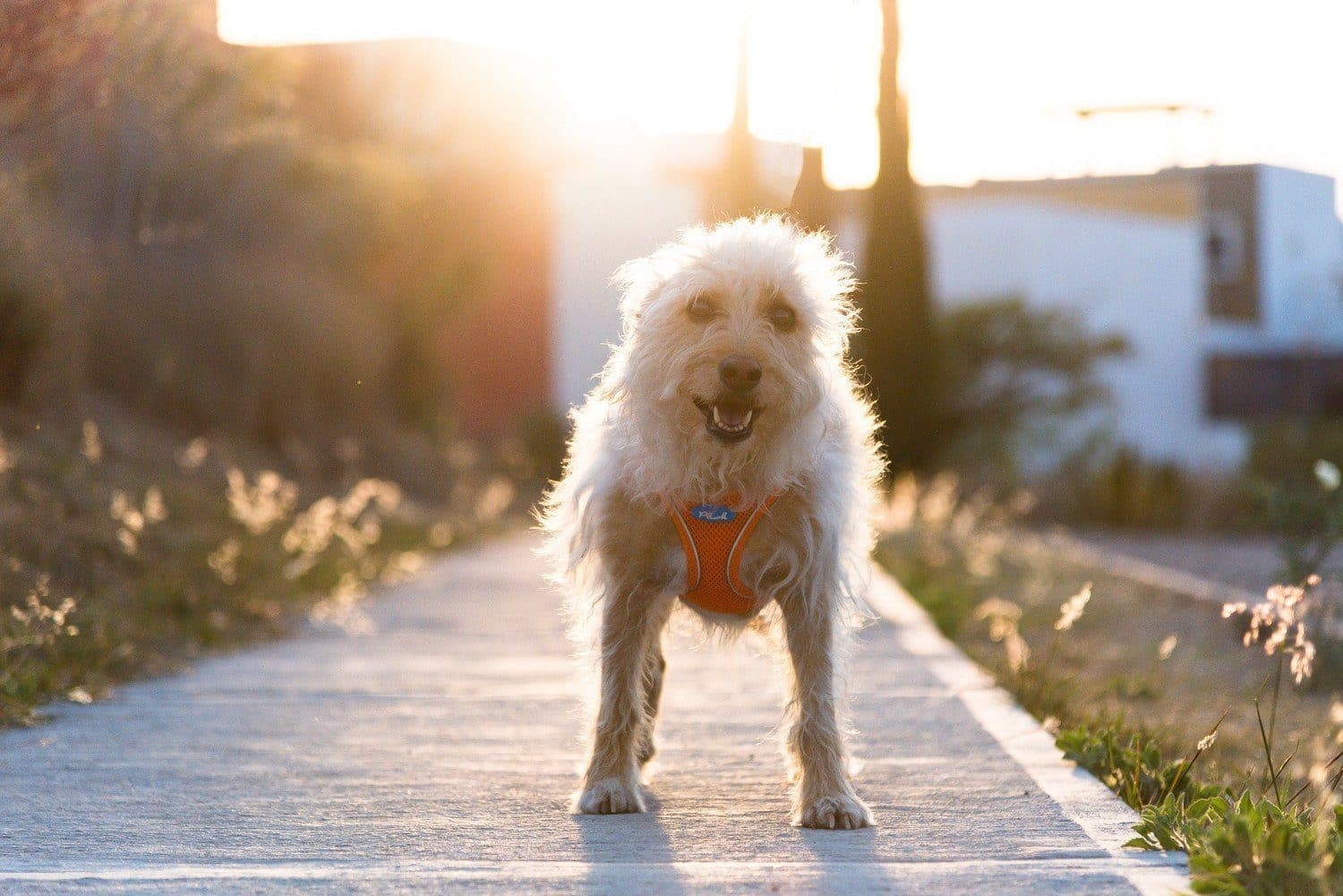 Imagen del producto 36