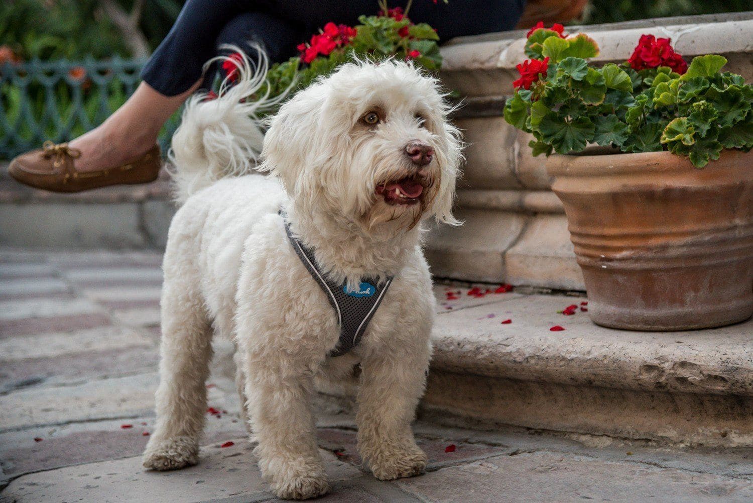 Imagen del producto 7