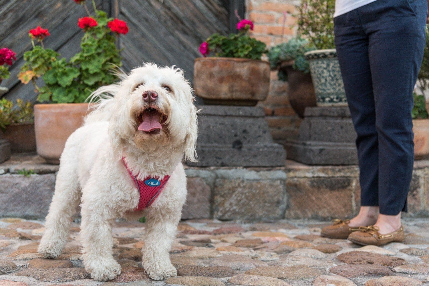 Imagen del producto 11