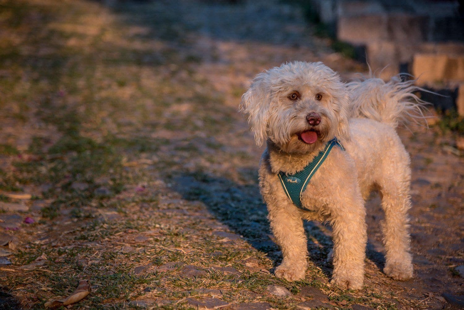 Imagen del producto 33