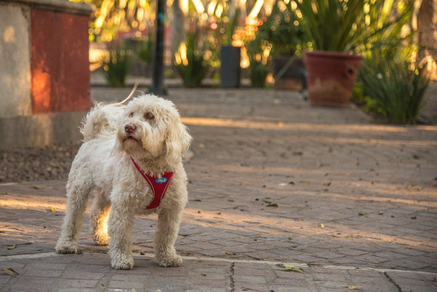 Imagen del producto 32