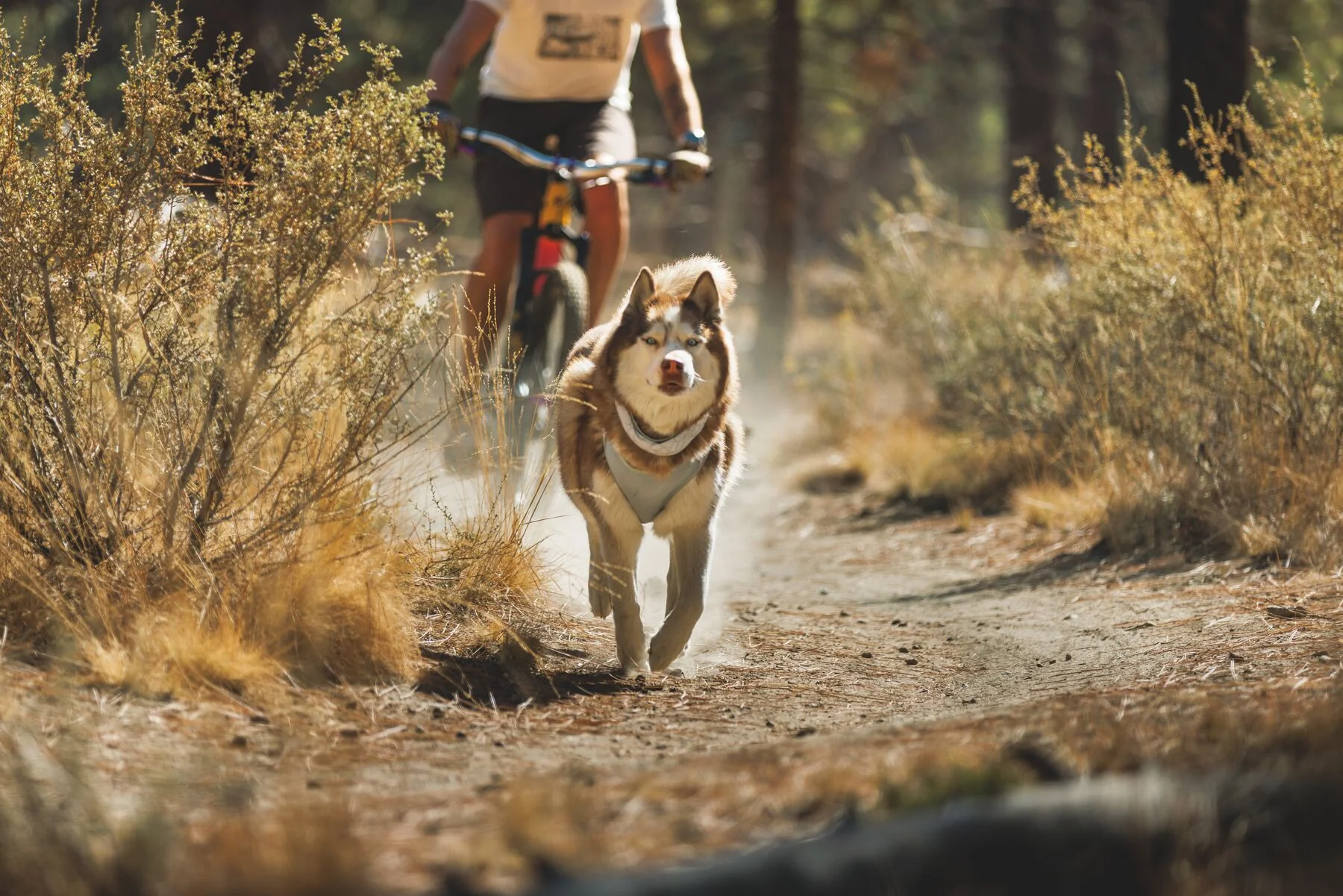 Imagen del producto 11