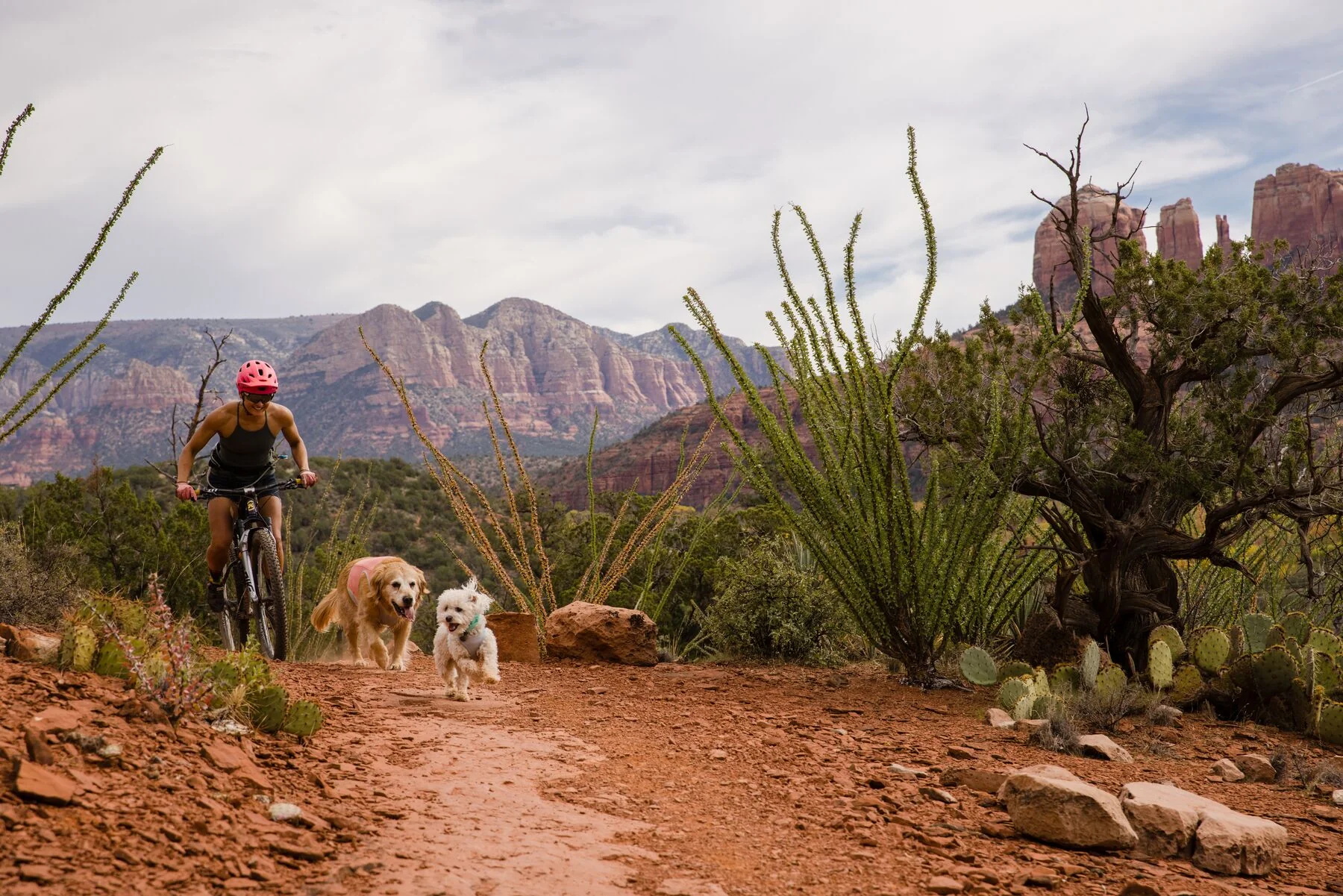 Imagen del producto 46