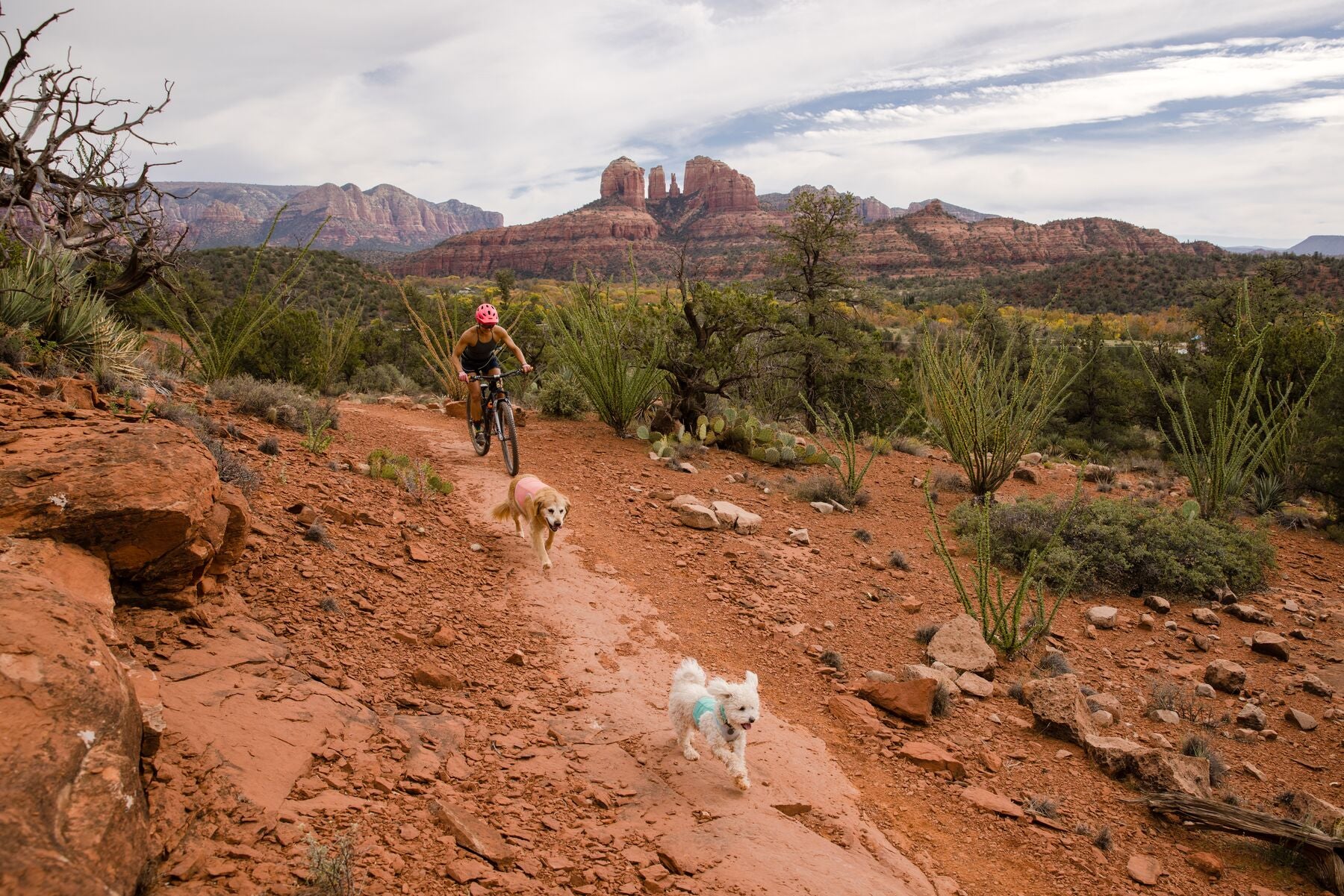 Imagen del producto 51