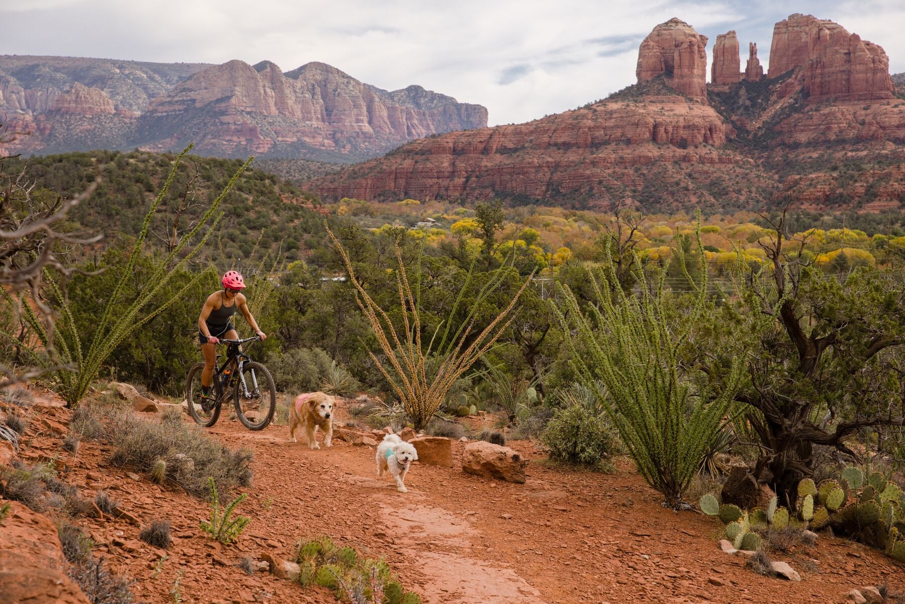 Imagen del producto 50