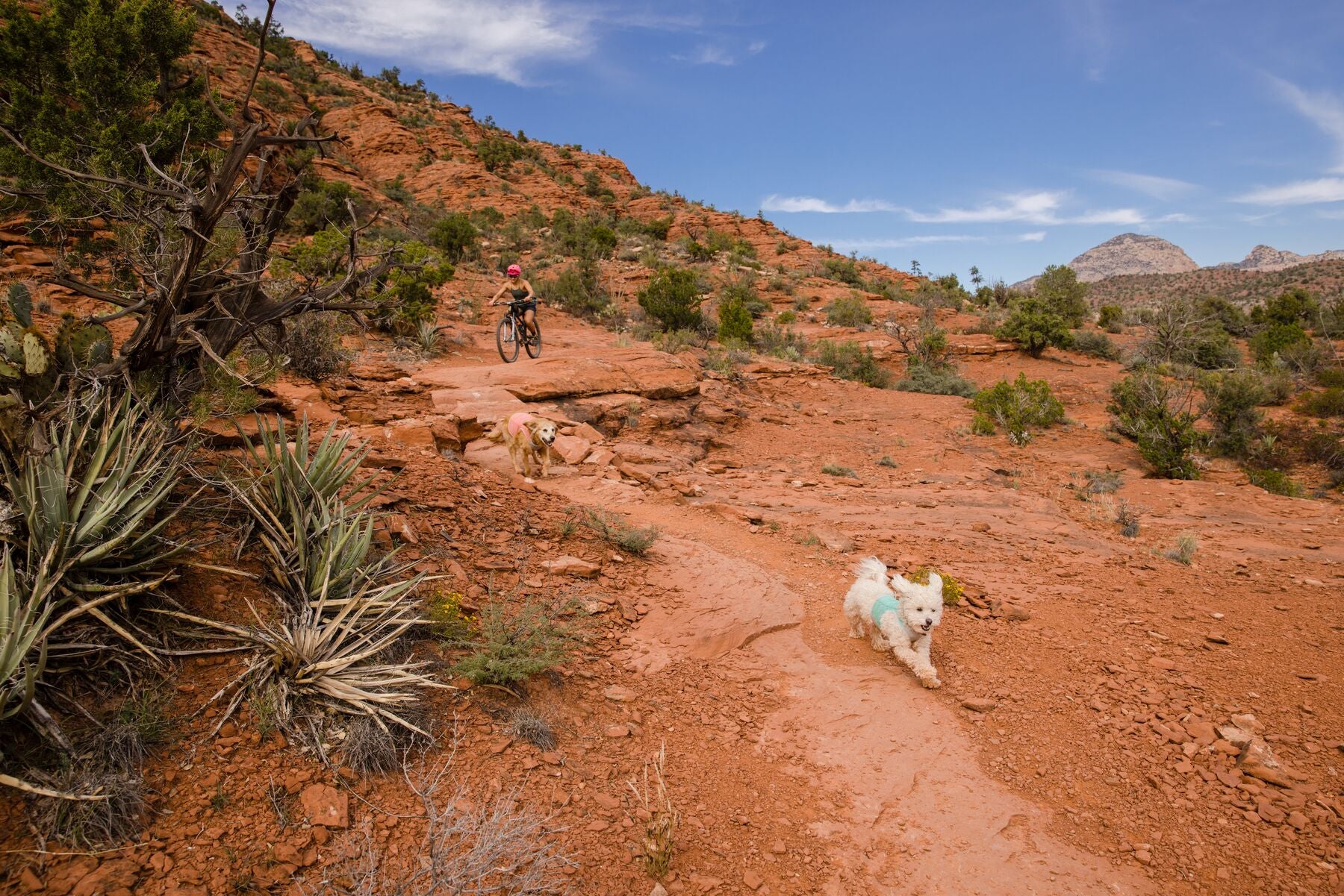 Imagen del producto 60