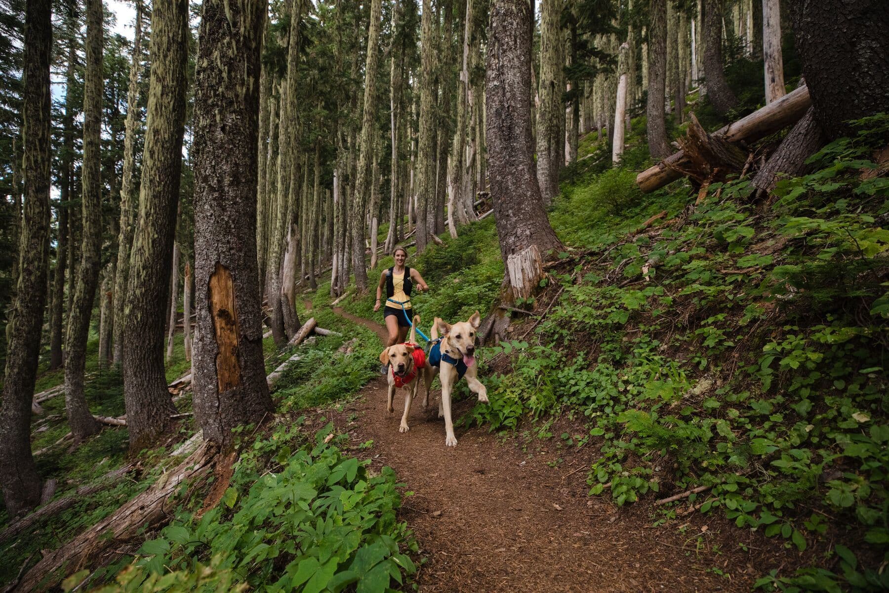 Imagen del producto 74