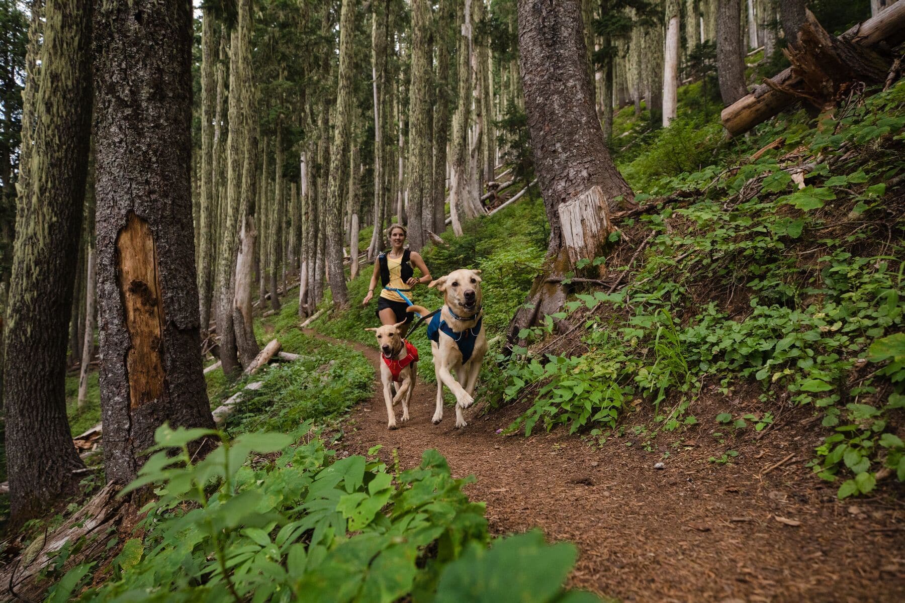 Imagen del producto 75